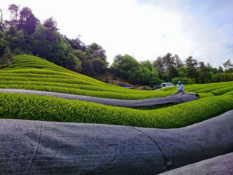 #0116.K6 Wazuka no Mukashi - Gokou Cultivar Matcha, Naturally Grown by Azuma Tea Garden, Standard Ceremonial Grade 和束の昔 - Image 5