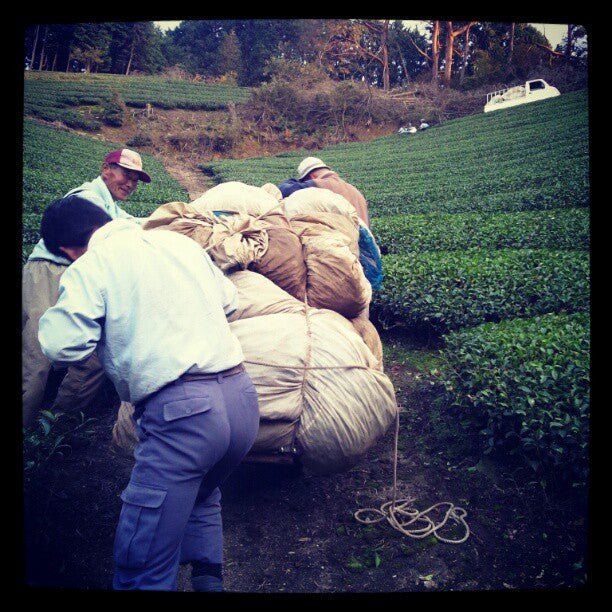 #0116.K6 Wazuka no Mukashi - Gokou Cultivar Matcha, Naturally Grown by Azuma Tea Garden, Standard Ceremonial Grade 和束の昔 - Image 7