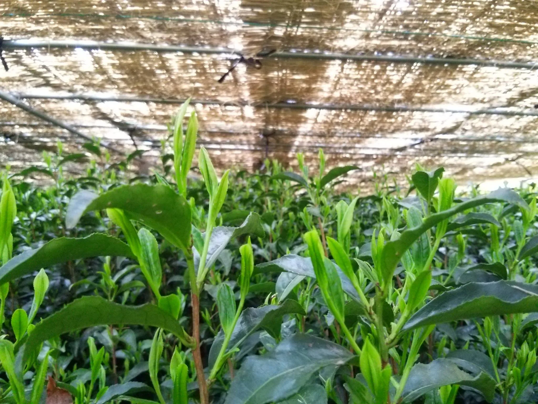 ENGAWA - Tenkaichi 天下一 Gyokuro Saemidori Heritage Grade - National Tea Competition Grand Prize (30g Gift Can #0433.F2) - Image 14