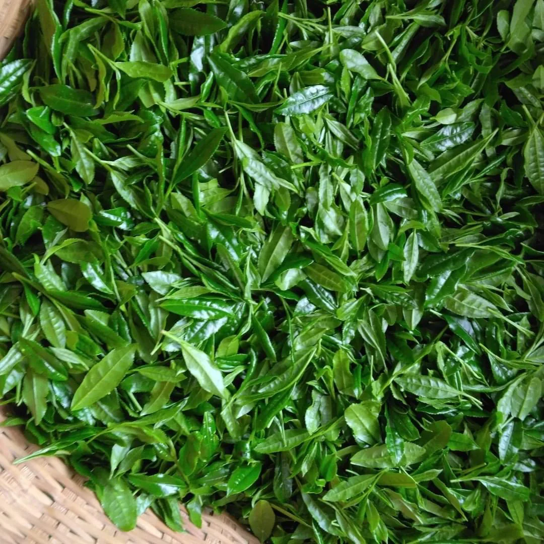 ENGAWA - Tenkaichi 天下一 Gyokuro Saemidori Heritage Grade - National Tea Competition Grand Prize (30g Gift Can #0433.F2) - Image 17