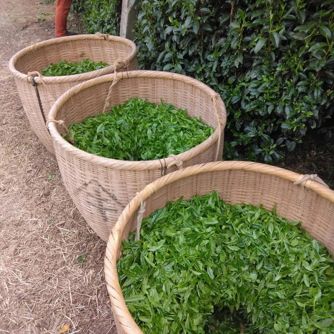 ENGAWA - Tenkaichi 天下一 Gyokuro Saemidori Heritage Grade - National Tea Competition Grand Prize (30g Gift Can #0433.F2) - Image 18