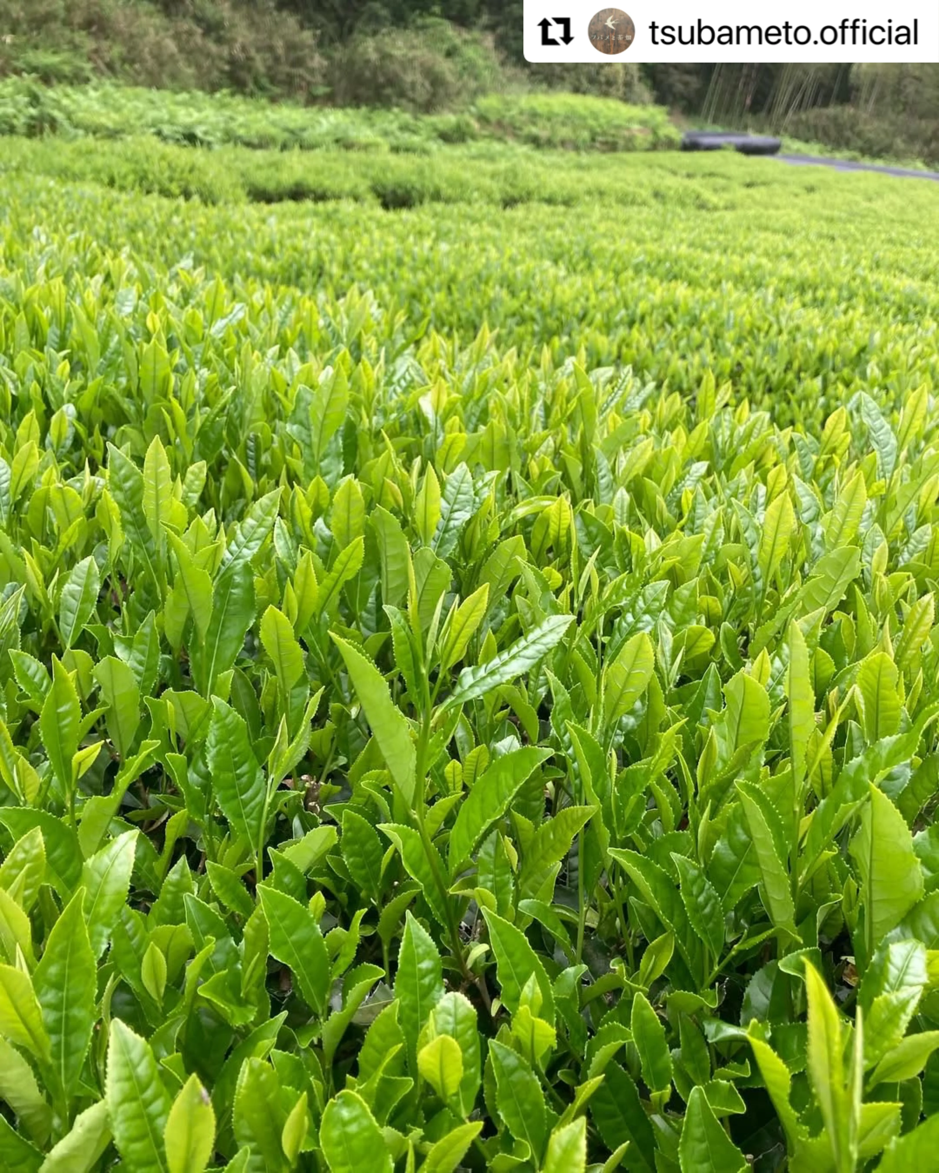 #0896.A1 Tsubame to Chabatake: Farm Direct Wakocha Black Tea from Nukata Village, Okazaki, Aichi - Image 4