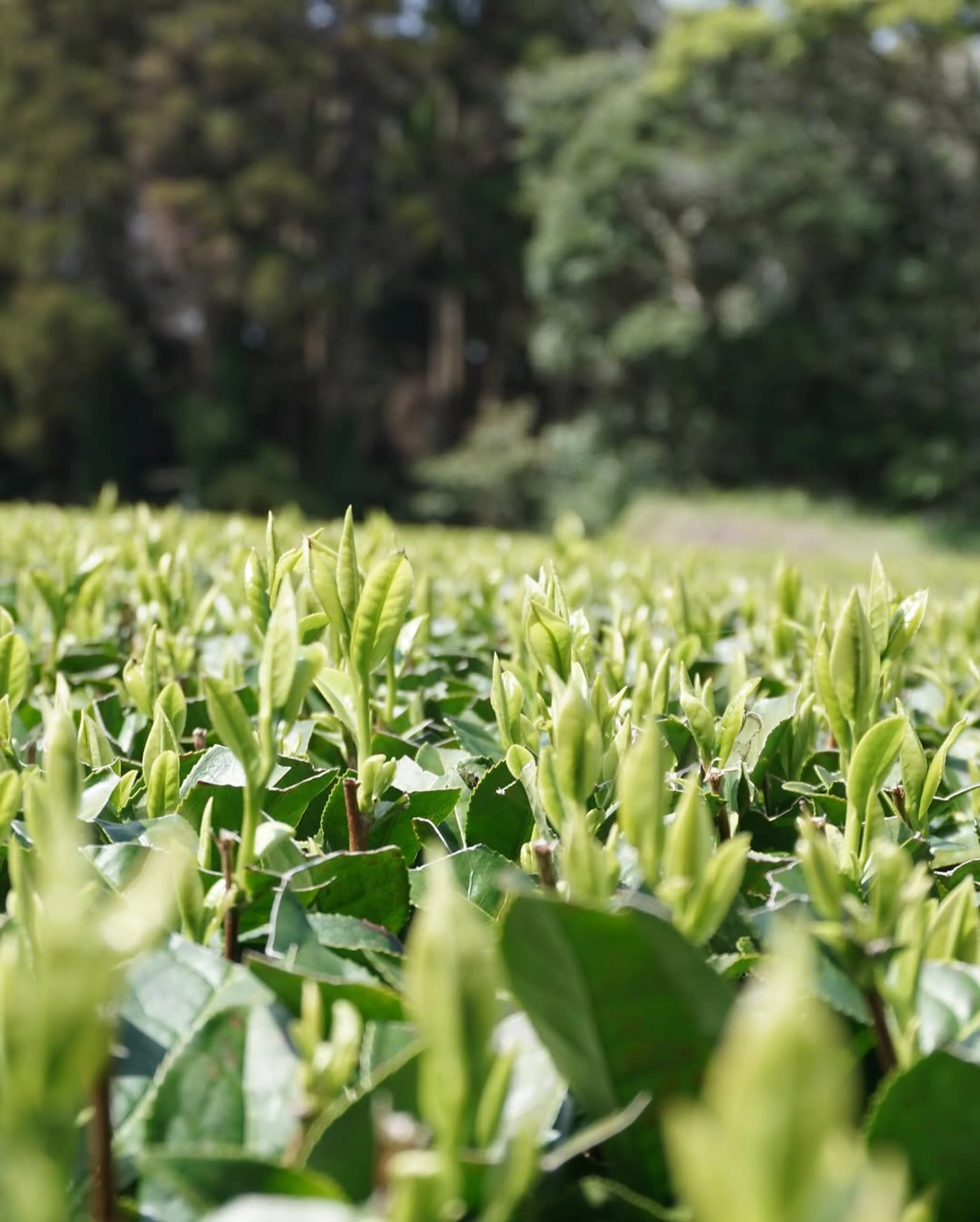 #0897.K2 Iba Yu Tea Garden: Tanegashima Single Cultivar Sencha - Yutaka Midori (micro batch, limited) - Image 5