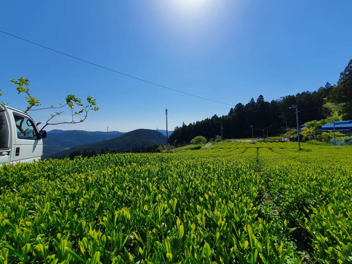 #0916.S5 Atsumi Tea Garden: Kamairicha Pan-Roasted Tea Fushun Cultivar Grown in Shizuoka 釜炒り茶 ふうしゅん - Image 5