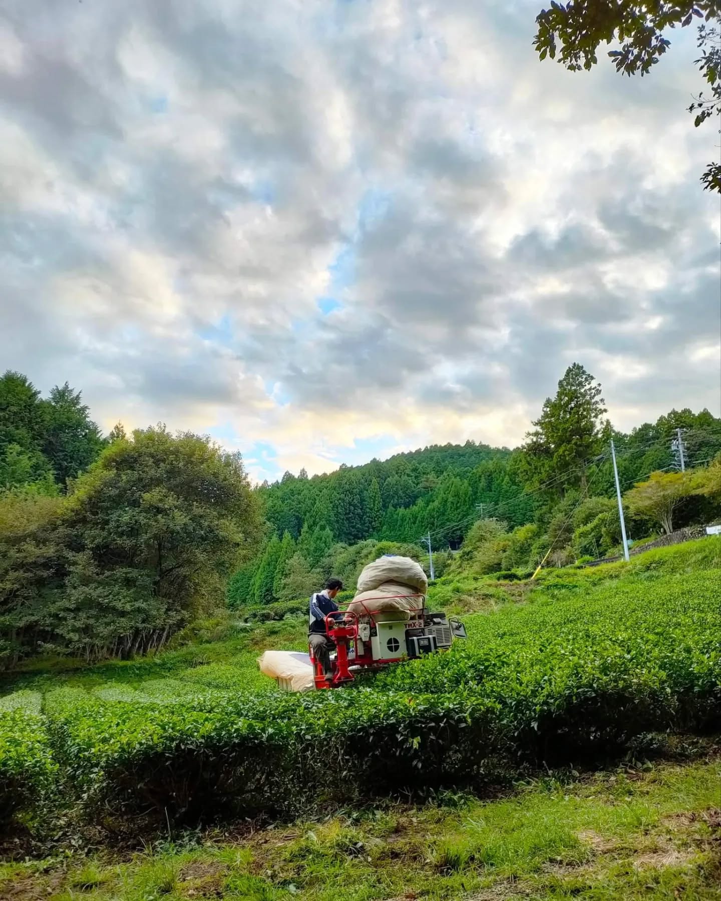 #0916.S5 Atsumi Tea Garden: Kamairicha Pan-Roasted Tea Fushun Cultivar Grown in Shizuoka 釜炒り茶 ふうしゅん - Image 6