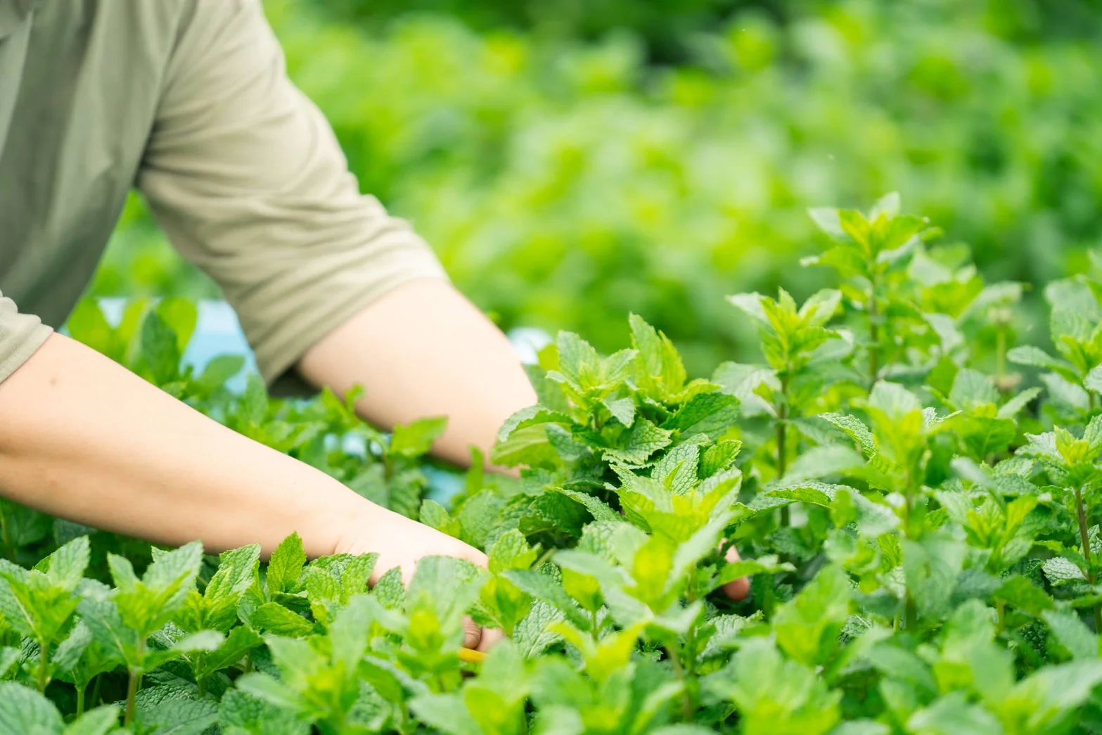 #0944.J1 Hiroko’s Herb Garden: Dried Wahakka Japanese Mint Herbal Tea Grown in Koga Village, Ibaraki, Japan - Image 4