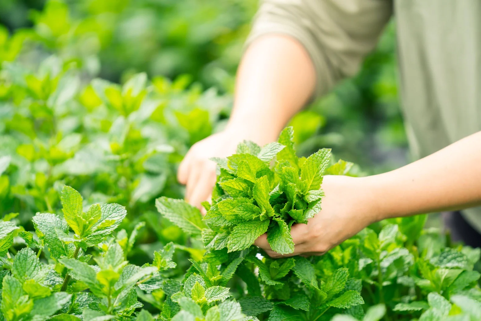 #0946.J1 Hiroko’s Herb Garden: Dried Bergamot Mint Herbal Tea Grown in Koga Village, Ibaraki, Japan - Image 10
