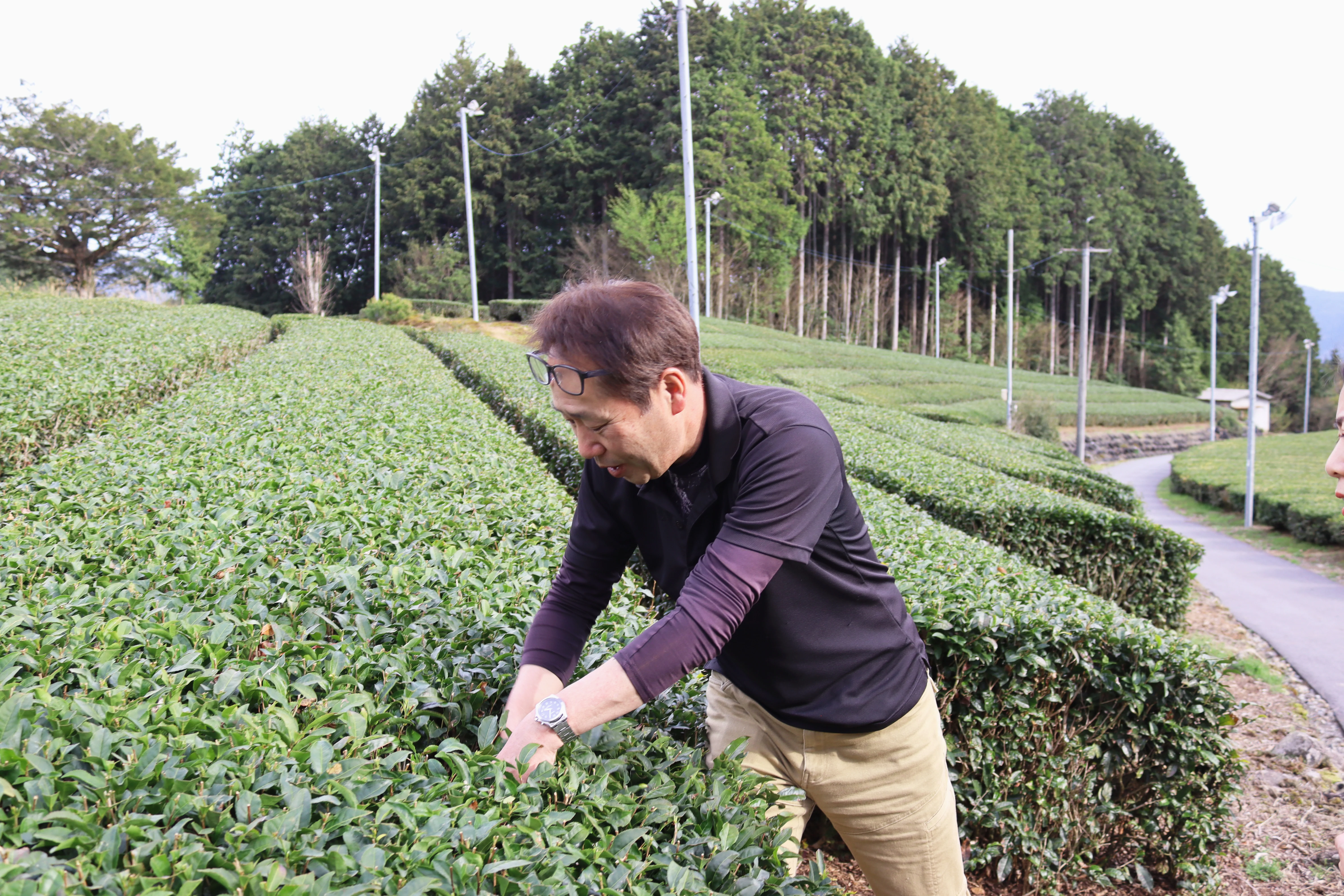 #1055.G1 Nitta Tea Factory: Imperial Sencha (Kabusecha) - Image 6