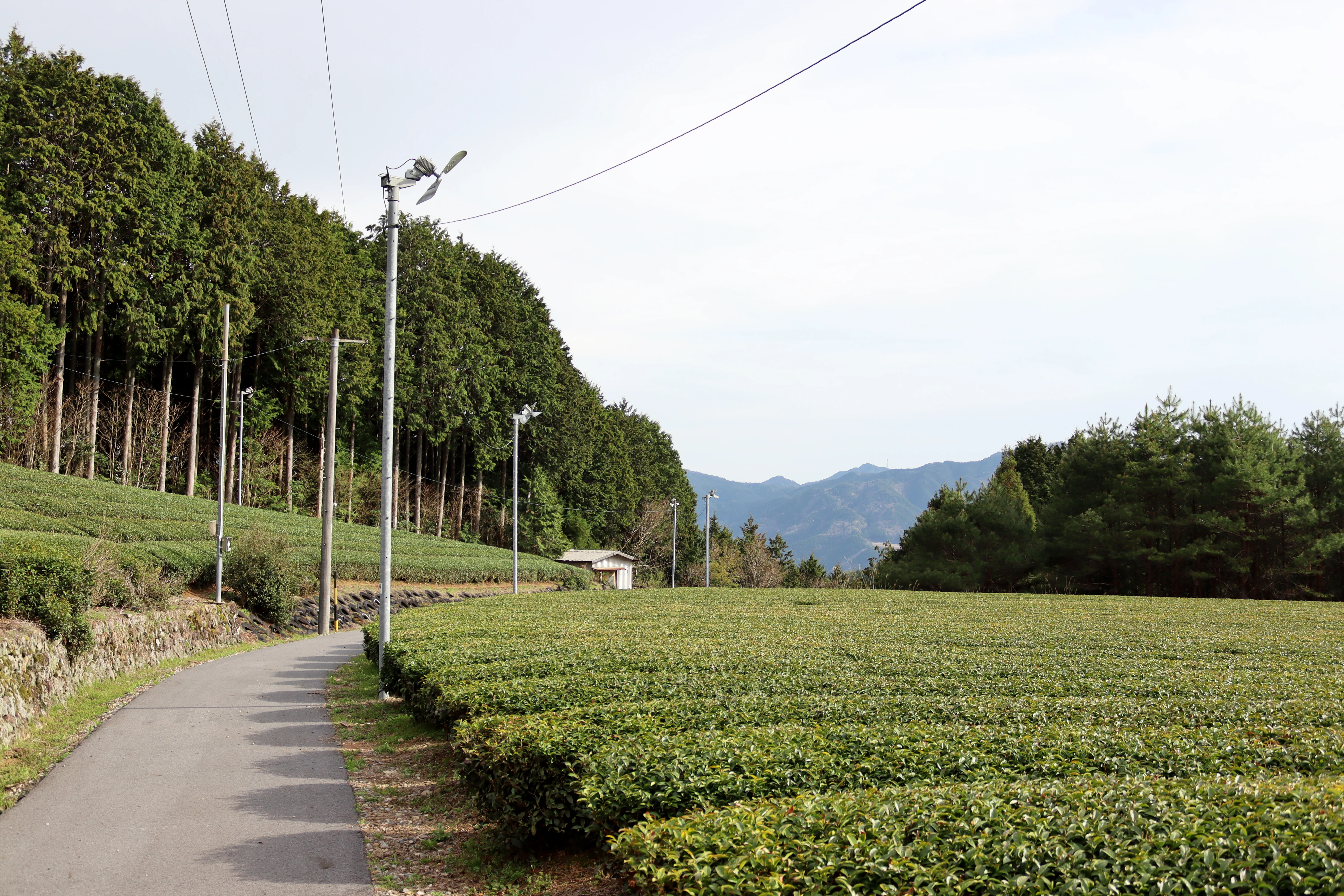 #1056.G1 Nitta Tea Factory: Premium Karigane - Image 4
