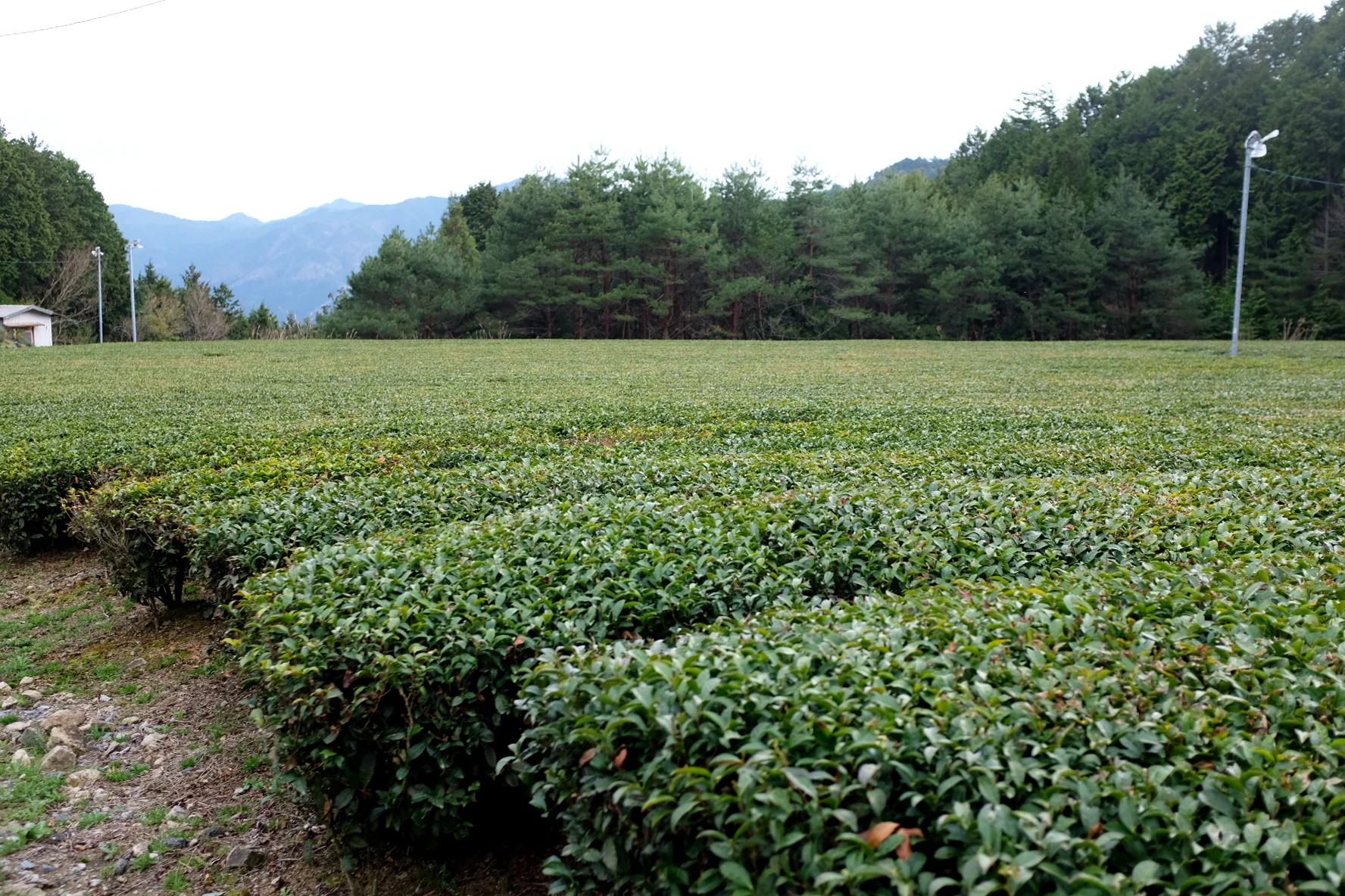 #1057.G1 Nitta Tea Factory: Premium Hojicha - Image 5