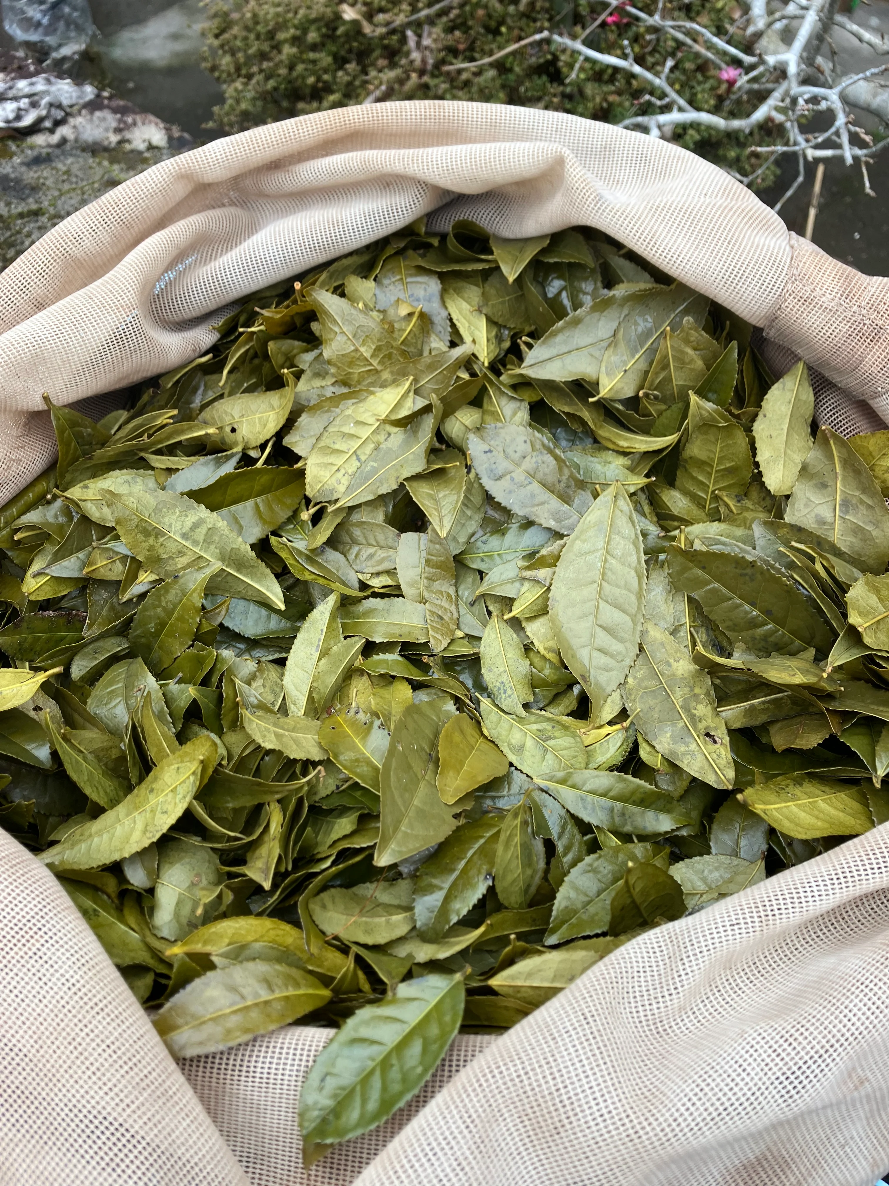#0834.T2 Shishikui Kancha from Tokushima Prefecture - Handpicked by Farmer Akemi Ishimoto - Image 4
