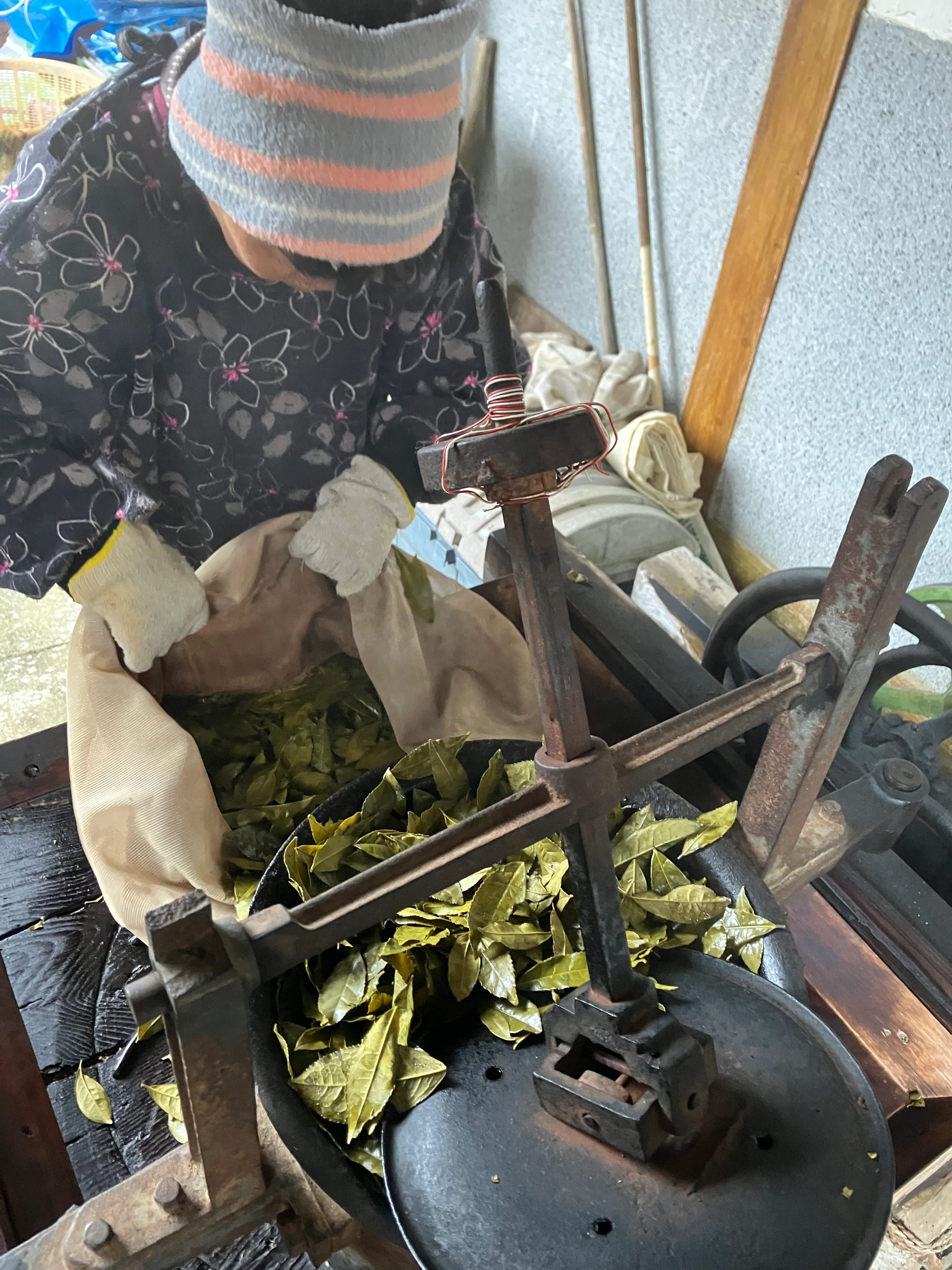 #0834.T2 Shishikui Kancha from Tokushima Prefecture - Handpicked by Farmer Akemi Ishimoto - Image 5