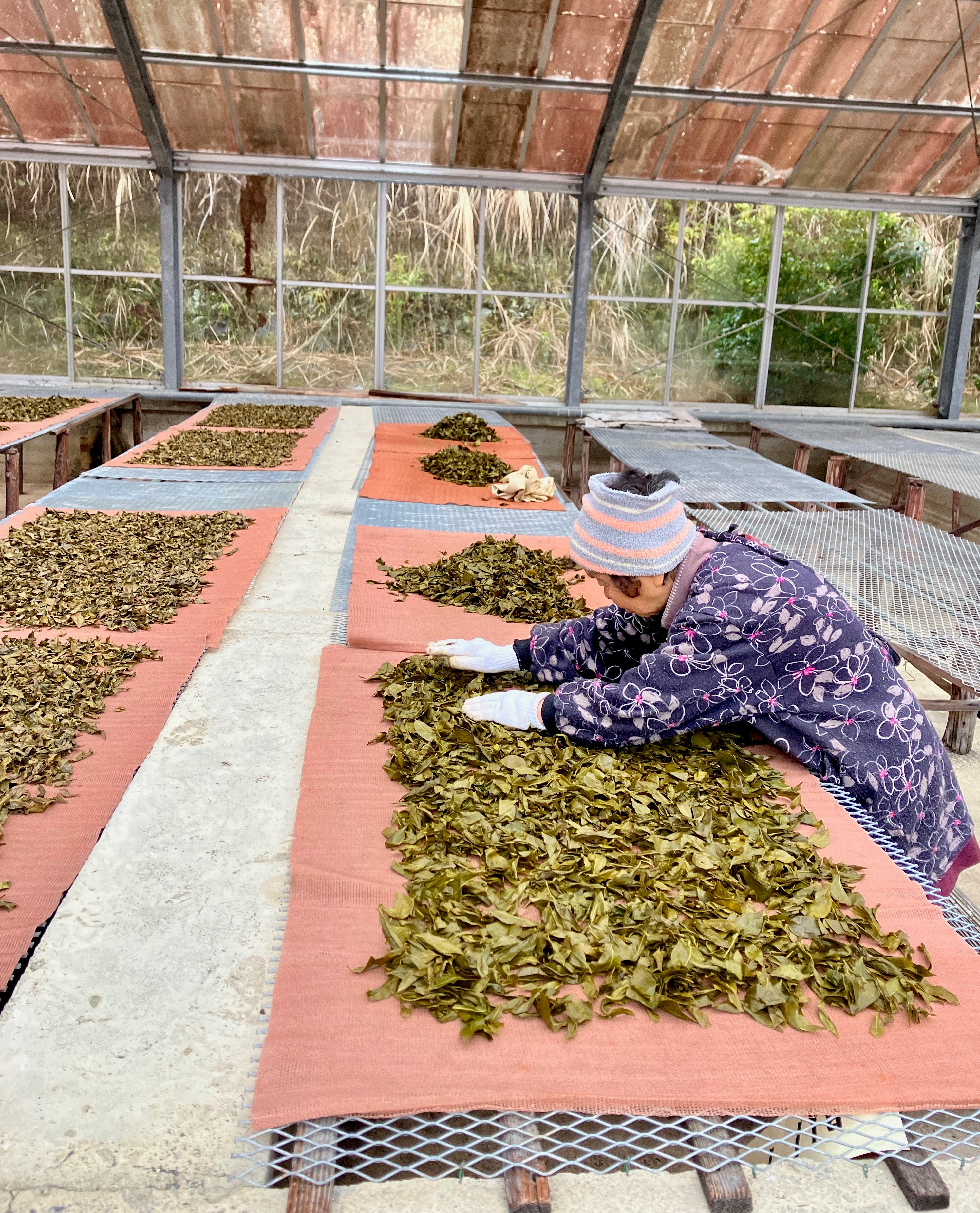 #0834.T2 Shishikui Kancha from Tokushima Prefecture - Handpicked by Farmer Akemi Ishimoto - Image 6