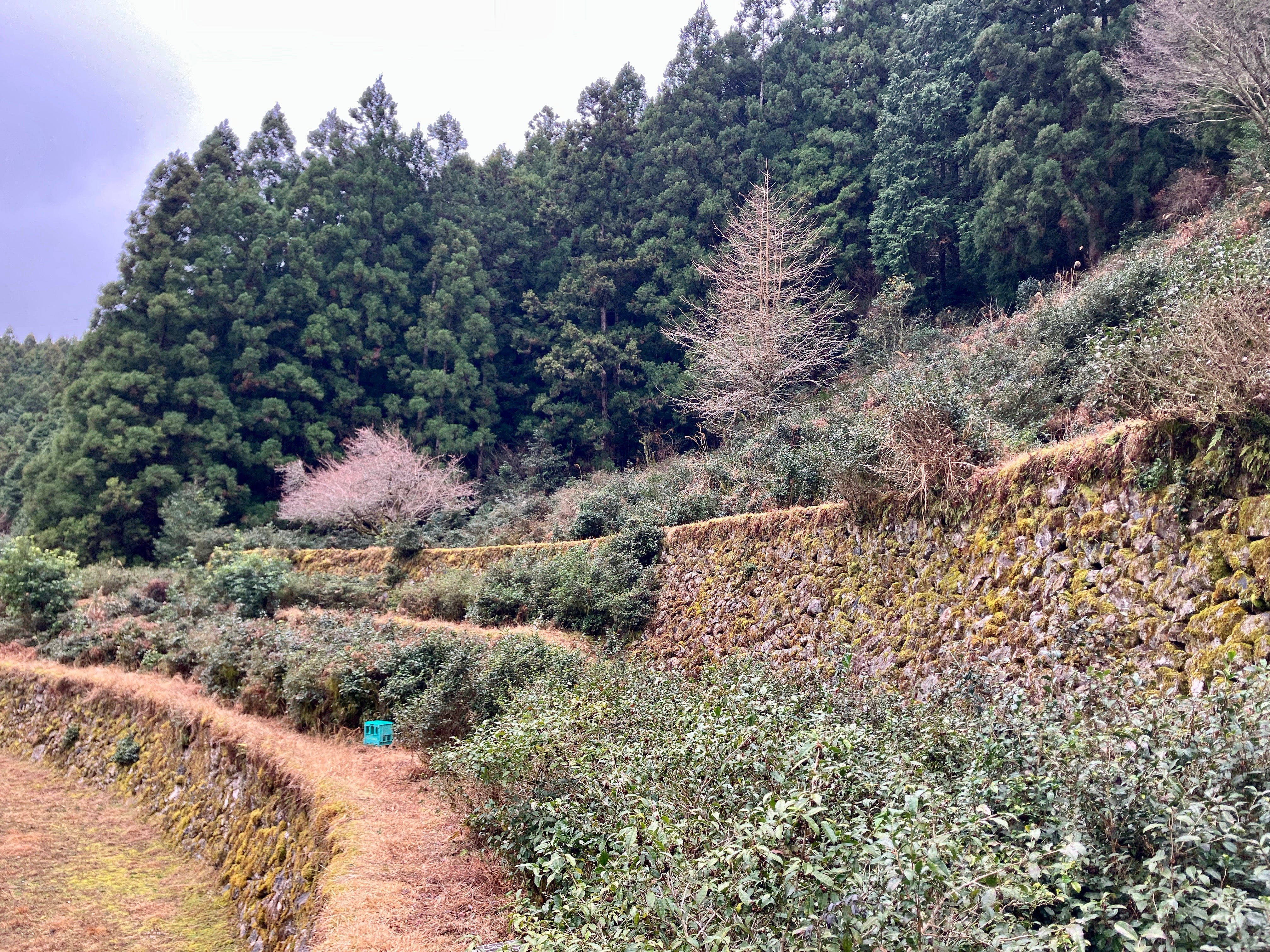 #0834.T2 Shishikui Kancha from Tokushima Prefecture - Handpicked by Farmer Akemi Ishimoto - Image 7