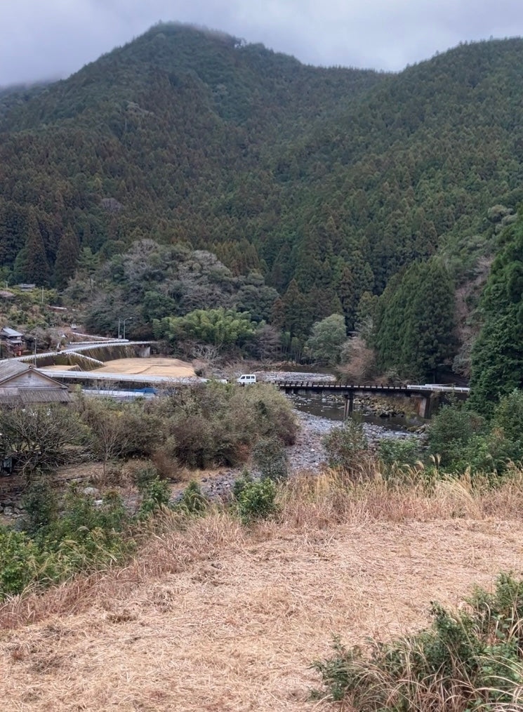 #0834.T2 Shishikui Kancha from Tokushima Prefecture - Handpicked by Farmer Akemi Ishimoto - Image 8