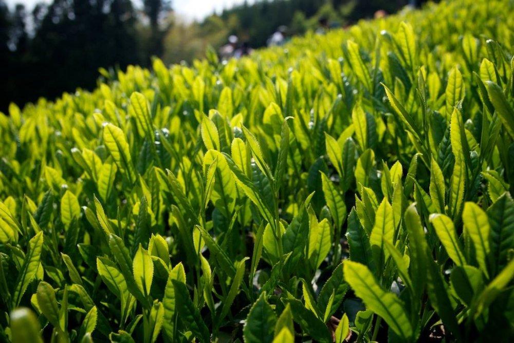 PREORDER available May 🍵 2026 #0117.S5 Ayumi Farms (Cyittorattu): Handpicked Shizuoka Sencha (Ultra Micro Lot, Limited Edition) 手と手で紡ぐ「手摘み煎茶」 30g - Image 4