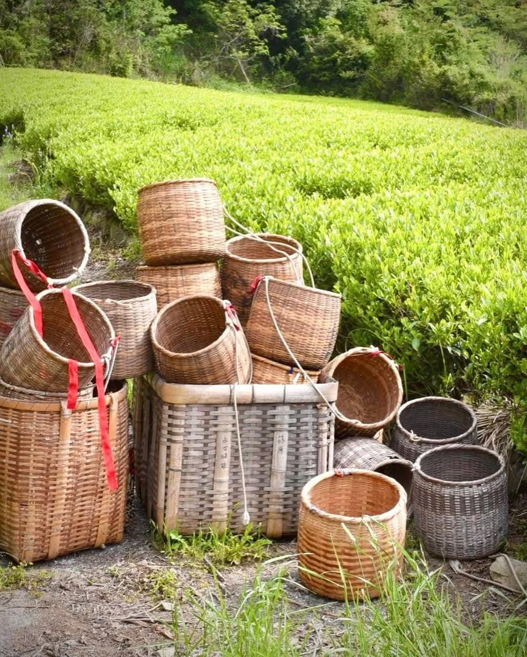 PREORDER available May 🍵 2026 #0117.S5 Ayumi Farms (Cyittorattu): Handpicked Shizuoka Sencha (Ultra Micro Lot, Limited Edition) 手と手で紡ぐ「手摘み煎茶」 30g - Image 5