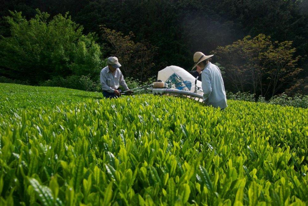 PREORDER available May 🍵 2026 #0118.S5 Ayumi Farms (Cyittorattu): Sencha that Laughs with the Mountains 山と笑う煎茶 - Image 4