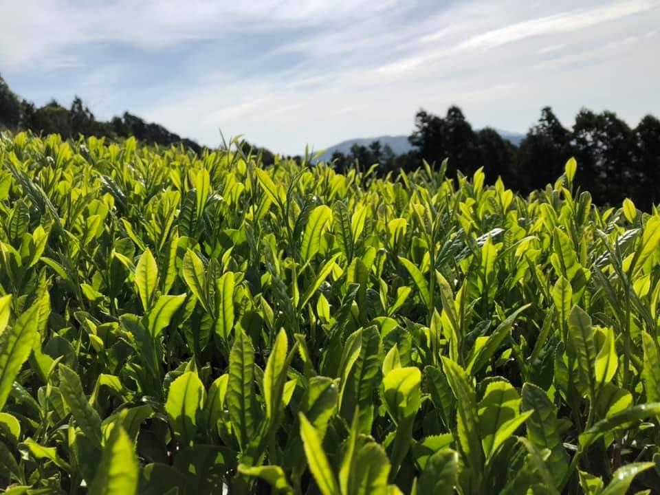 PREORDER available May 🍵 2026 #0118.S5 Ayumi Farms (Cyittorattu): Sencha that Laughs with the Mountains 山と笑う煎茶 - Image 5