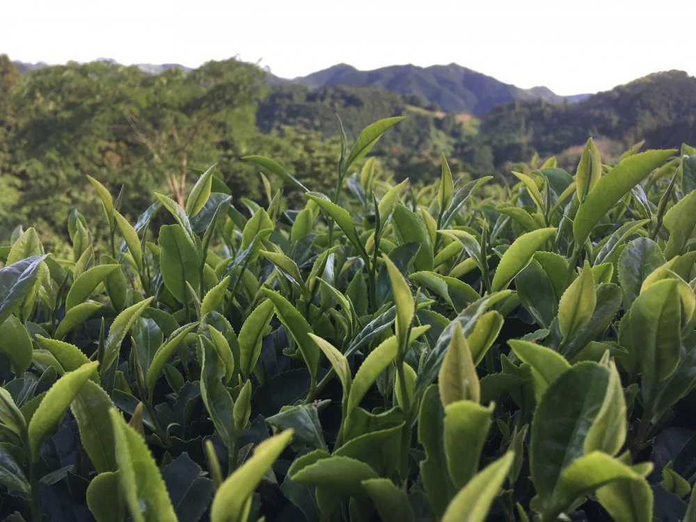 #0120.S5 Ayumi Farms (Cyittorattu): Wakocha (Japanese black tea) - Image 3