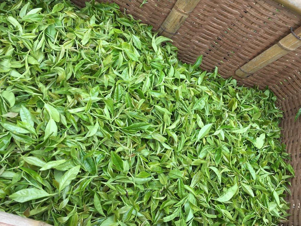 #0119.S5 Ayumi Farms (Cyittorattu):  Handpicked Wakocha (Japanese black tea, 40g bag) - Image 3
