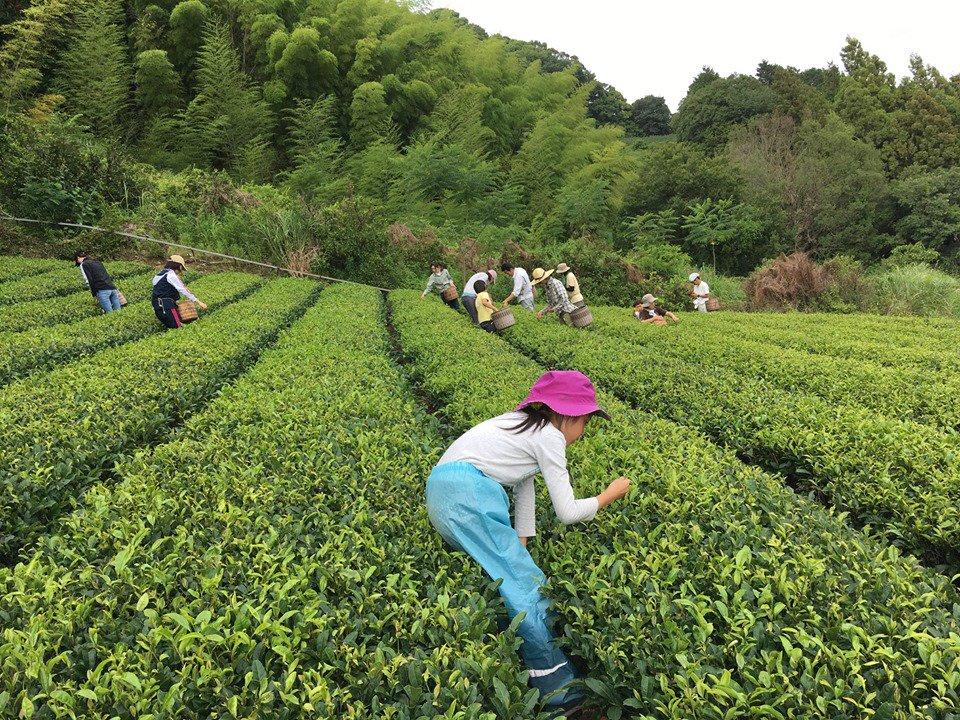 #0119.S5 Ayumi Farms (Cyittorattu):  Handpicked Wakocha (Japanese black tea, 40g bag) - Image 4