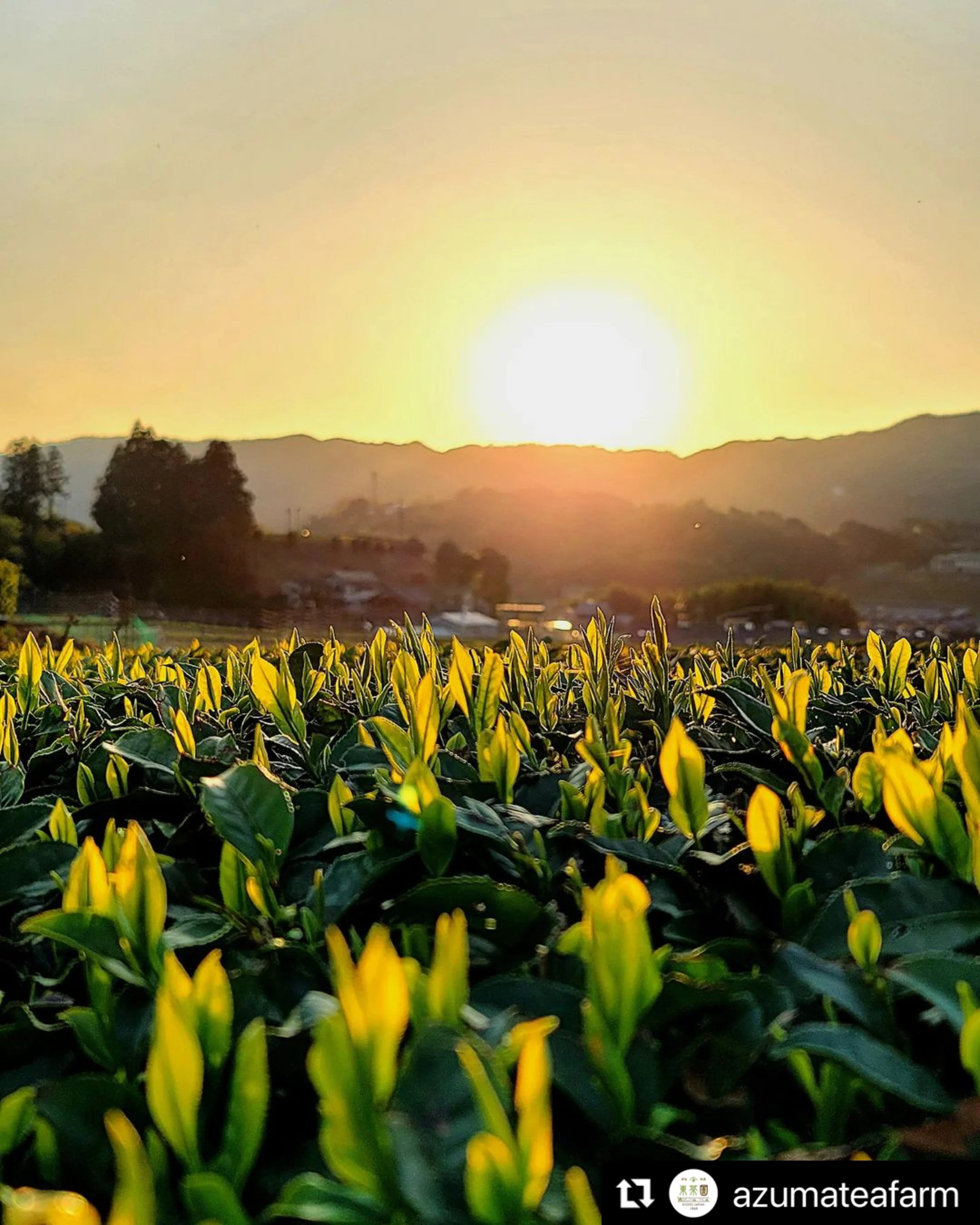 #0115.K6 Wazuka no Asahi - Asahi Cultivar Matcha, Naturally Grown by Azuma Tea Garden, Standard Ceremonial Grade 和束のあさひ - Image 3
