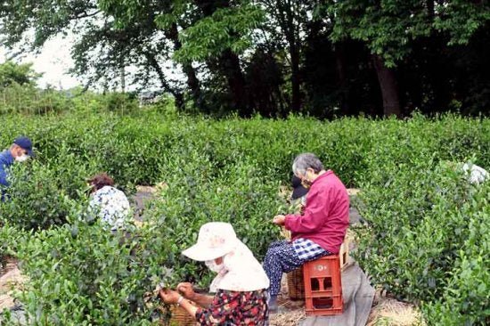 #0249.S2 Bizenya: #09 Kohaku Platinum 21g - Okumusashi Single Cultivar Green Oolong Tea 琥珀 おくむさし - Image 7