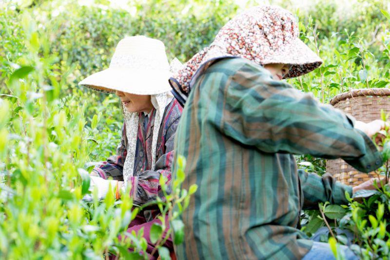 PREORDER available in May 🍵 2026 #0243.S2 Bizenya: #03 Fukimukashi Blend - Imperial Handpicked Sayama Sencha 最高級手摘み煎茶 富貴昔 - Image 4