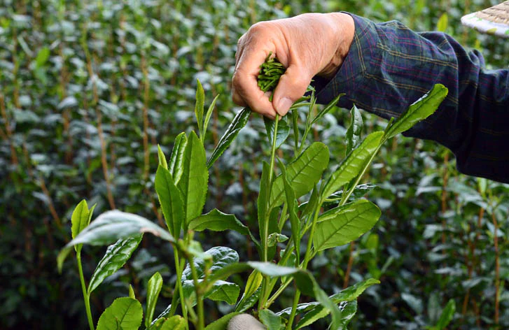 #0245.S2 Bizenya: #05 Haru - Handpicked Sayamacha White Tea, Fukumidori Cultivar 狭山白茶 白瑠（Haru） - Image 3