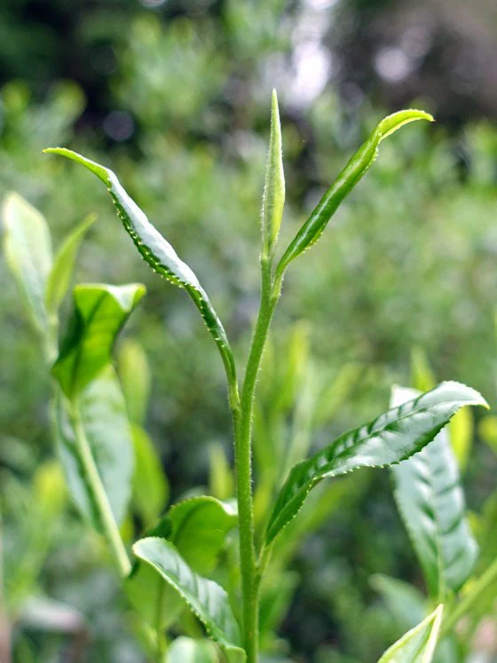 #0242.S2 Bizenya: Kohaku Platinum 21g - Sayama Green Oolong Tea 琥珀 手摘み - Image 5