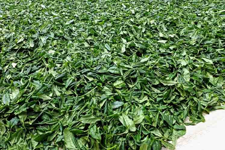 #0242.S2 Bizenya: Kohaku Platinum 21g - Sayama Green Oolong Tea 琥珀 手摘み - Image 6