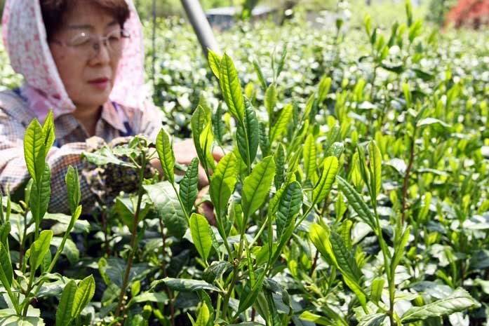 PREORDER available in May 🍵 2026 #0247.S2 Bizenya: #07 Shimizu Mukashi Blend - Handpicked Sayama Ichoucha Sencha 手摘み萎凋香煎茶 清水昔 - Image 3