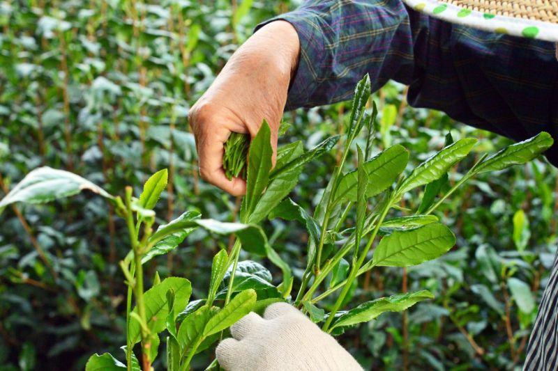 PREORDER available in May 🍵 2026 #0248.S2 Bizenya: Shourai Blend - Handpicked Sayama Hachijyuhachiya Sencha 松籟 八十八夜手摘み煎茶 - Image 5