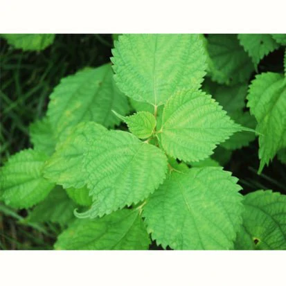 #0977.SX Chasandai: Ume Shiso Bancha (Plum & Perilla Green Tea Bags (5g x 5) - Image 3