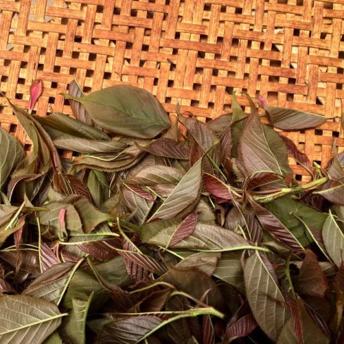 Preorder and Reserve for July shipment 🍵 #0276.F2 Chiyonoen Tea Garden: #27 Mountain-Grown Yame Sakura Leaf Black Tea 【矢部紅茶】春の香紅茶　桜のナチュラルフレーバー - Image 2
