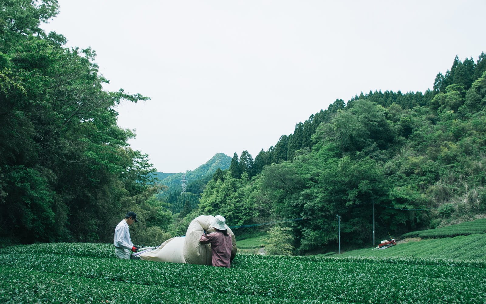 PREORDER available late May 🍵 2026 #0252.F2 Chiyonoen Tea Garden #02: Yame Sencha Okumidori - Mountain Grown Single Cultivar Green Tea おくみどり (Naturally Grown) - Image 5