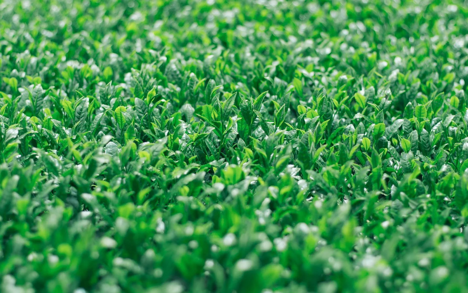 PREORDER available late May 🍵 2026 #0251.F2 Chiyonoen Tea Garden #01: Mountain-Grown Single Cultivar Sencha, Saemidori さえみどり (Naturally Grown) - Image 6
