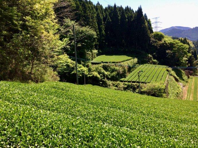 PREORDER available late May 🍵 2026 #0260.F2 Chiyonoen Tea Garden #10: Mountain-Grown Yame Sencha, Yabukita 1955 (Naturally Grown) - Image 3
