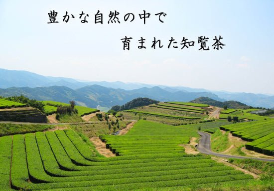 PREORDER available Mid-May 🍵 2026 #0295.K2 Furuichi Seicha: #07 Limited Edition Premium Shincha Chirancha Early First Flush Fukamushicha 特上知覧茶新茶 - Image 6