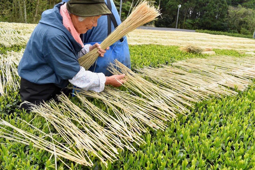 #0287.K2 Furuichi Seicha: Warakake - Straw Shaded Fukamushicha by Farmer Kuwazuru Sumiyoshi わらかけ - Image 8