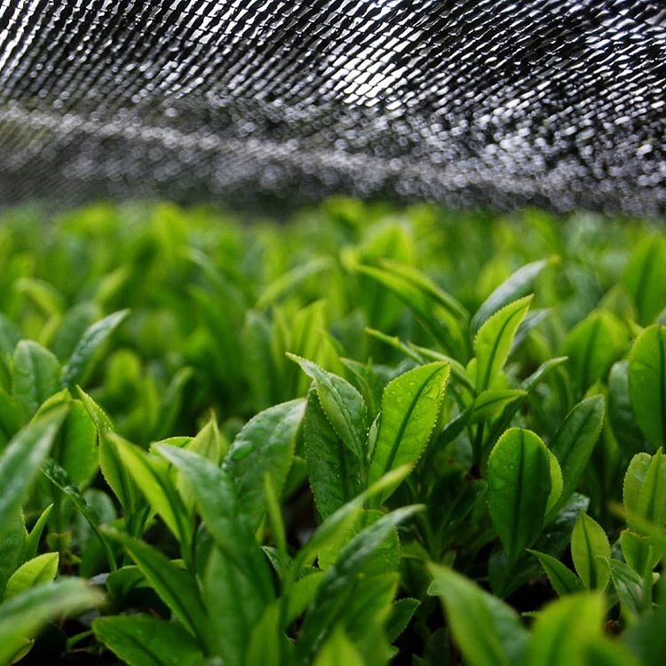 PREORDER available early May 🍵 2026 #0308.K2 Hachimanjyu Yakushima Tea: Premium Spring Sencha Green Tea (Yabukita & Asatsuyu, Limited Quantity) 屋久島茶 有機緑茶 - Image 4