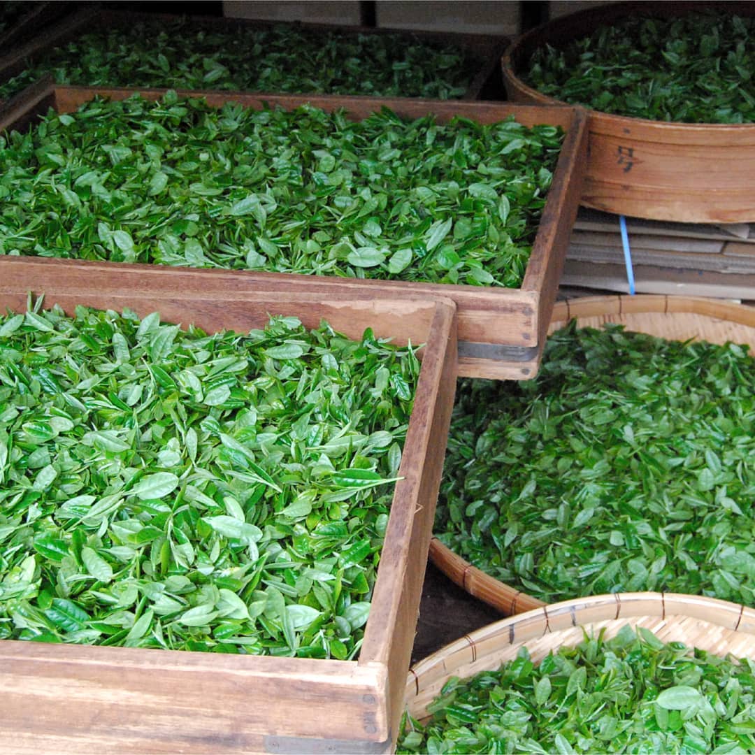 PREORDER available early May 🍵 2026 #0308.K2 Hachimanjyu Yakushima Tea: Premium Spring Sencha Green Tea (Yabukita & Asatsuyu, Limited Quantity) 屋久島茶 有機緑茶 - Image 5