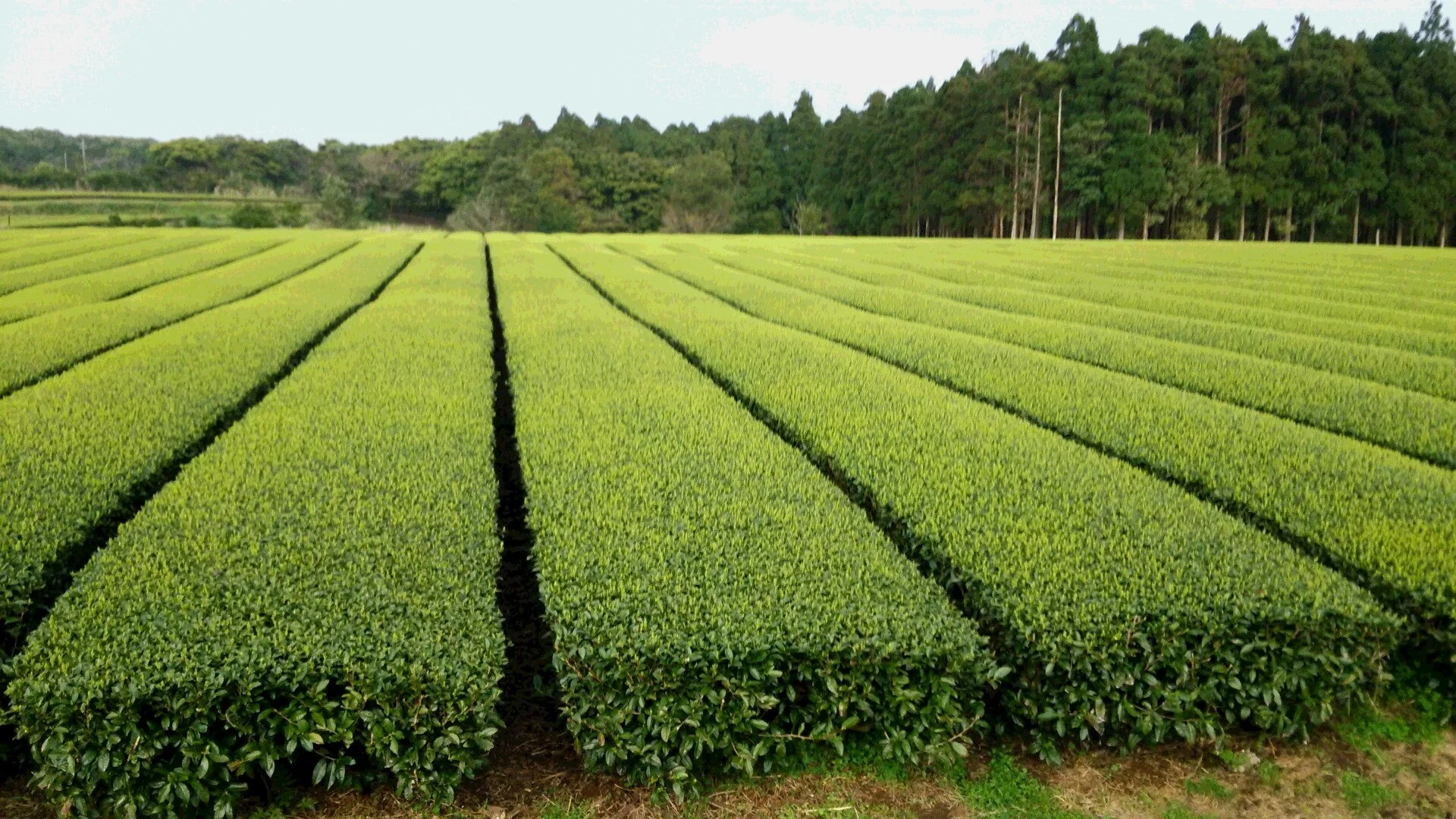 PREORDER available early May 🍵 2026 #0308.K2 Hachimanjyu Yakushima Tea: Premium Spring Sencha Green Tea (Yabukita & Asatsuyu, Limited Quantity) 屋久島茶 有機緑茶 - Image 6