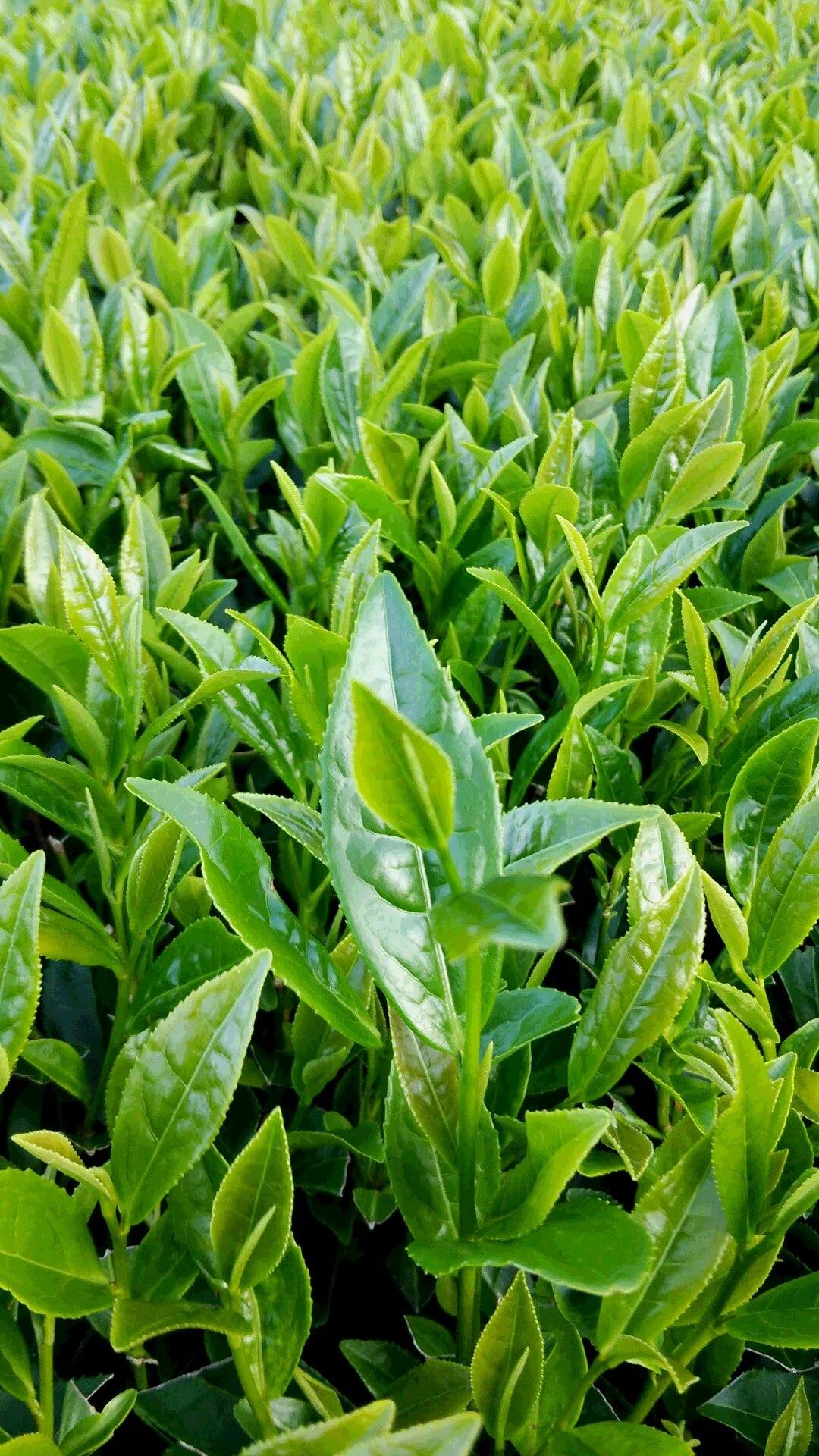 PREORDER available early May 🍵 2026 #0308.K2 Hachimanjyu Yakushima Tea: Premium Spring Sencha Green Tea (Yabukita & Asatsuyu, Limited Quantity) 屋久島茶 有機緑茶 - Image 7