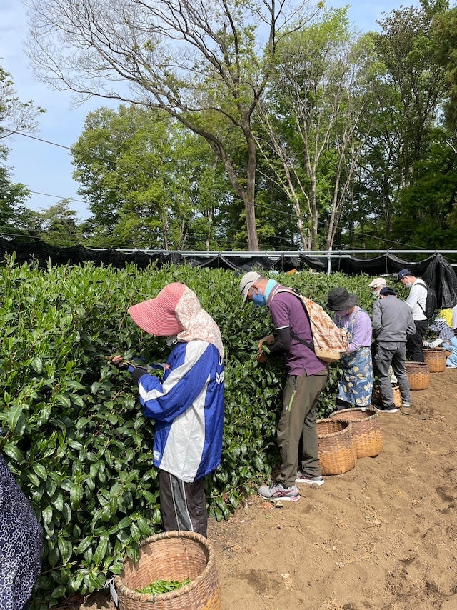 PREORDER available late May 🍵 2026 #0558.S2 - Handpicked Hatsuzumi Sayamacha Kirari 31, Single Cultivar by Award-Winning, 15th Generation Farmer, Okutomi Masahiro - Image 4