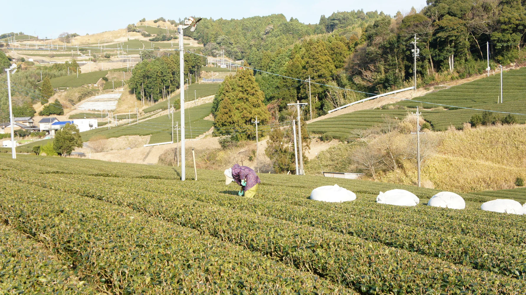 PREORDER available in May 🍵 #0316.S5 Higashiyamacha: Chagusaba Premium Sencha, Harunohi, Hashiri 東山茶 春陽 - Image 3