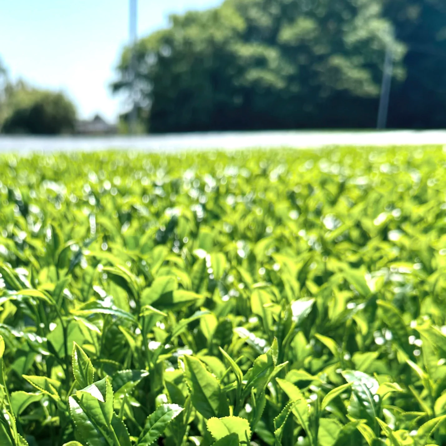 PREORDER available in late May 🍵 #0324.S2 Hiraoka Tea Garden: Shincha - Premium Grade Sencha "Sakura"　特上煎茶「桜」 - Image 4