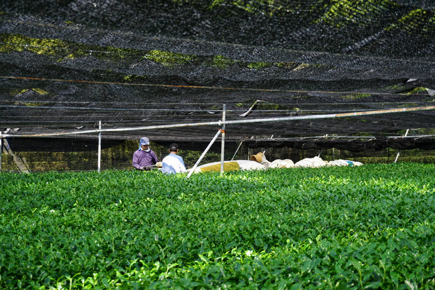 #0327.S2 Honyama Matcha from the Hills of Shizuoka Matcha - Standard Barista Grade - Image 5
