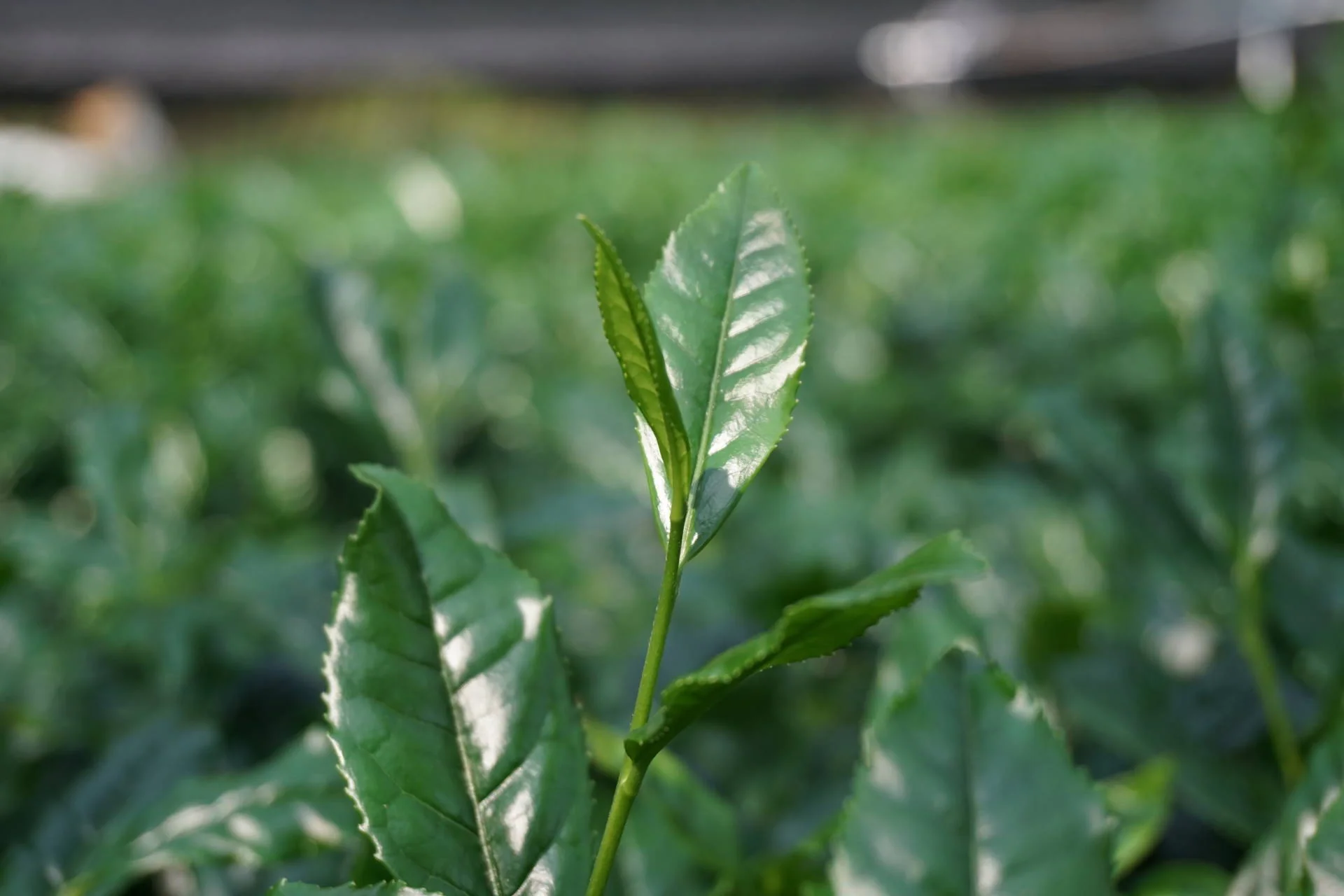 #0327.S2 Honyama Matcha from the Hills of Shizuoka Matcha - Standard Barista Grade - Image 6